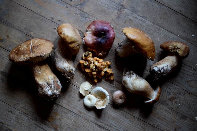 All mushrooms have healing powers.